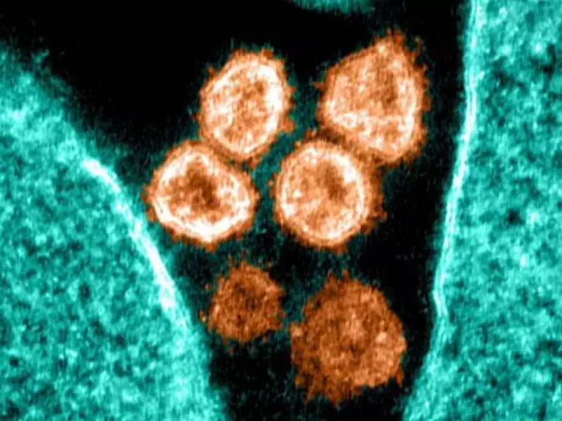 Fala Matao - Cientistas descobrem método que impede totalmente a infecção pelo coronavírus
