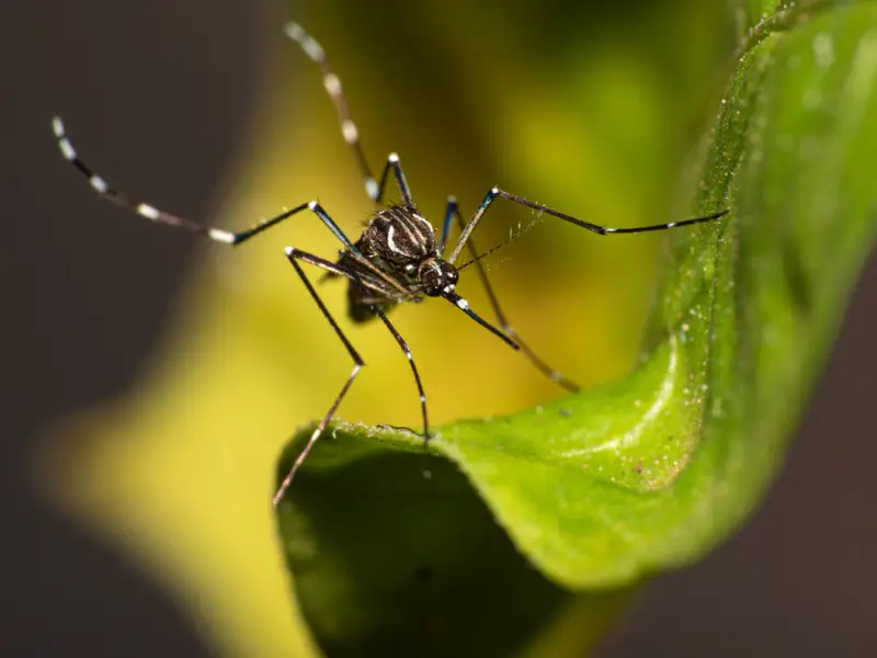 Fala Matao - Secretaria Estadual de Saúde confirma morte por dengue em Matão