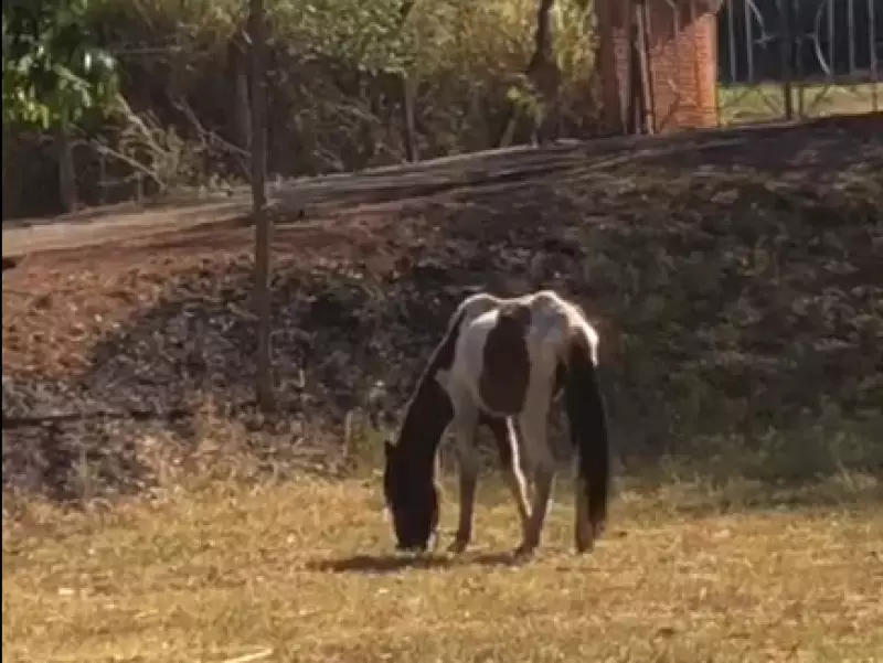 Fala Matao - VÍDEO - Cavalo resgatado em córrego no Jardim Paraíso já está se recuperando