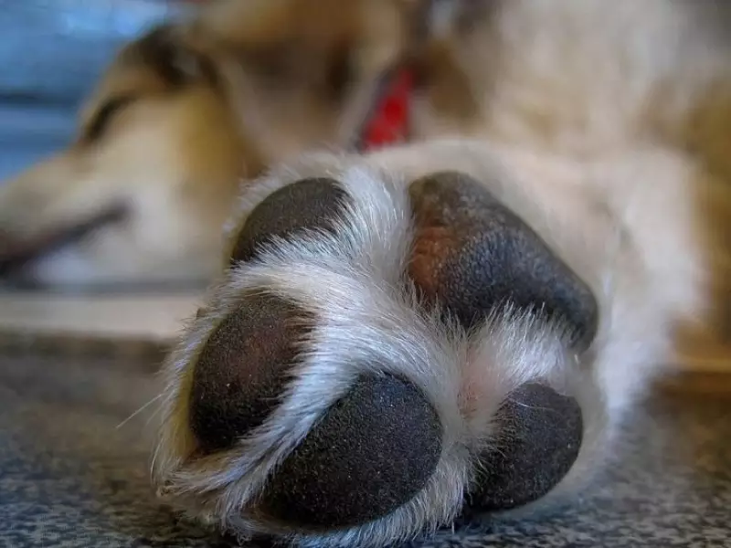 Fala Matao - Bassar Pet Food anuncia recall de petiscos após morte de 40 cachorros