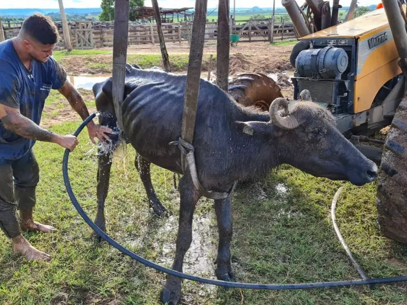 Fala Matao - Juiz determina doação para ONG mais de mil búfalas que passavam fome e sede em Brotas