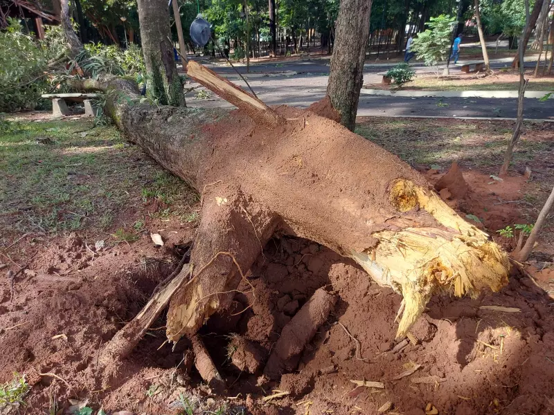 Fala Matao - Fortes chuvas causam queda de árvores em Matão